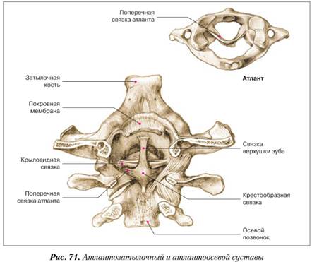 Суставы черепа и соединения черепа с позвоночником