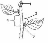 Побег рисунок. Строение побега сирени. Строение побега без подписей. Схема строения побега без подписей. Строение побега без листьев.