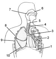 Дыхательная система человека рисунок 8 класс