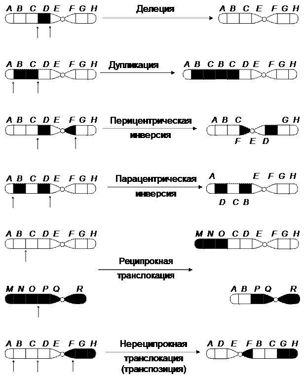 Какие виды хромосомных мутаций изображены на рисунке