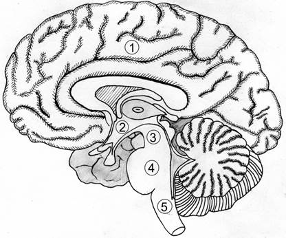 Мозг без подписей. Сагиттальный разрез головного мозга. Сагитальный разрез могза. Сагиттальный разрез головного мозга человека рисунок. Сагиттальный разрез мозга обозначения.
