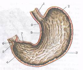 Желудок животных строение. Строение однокамерного желудка. Однокамерный желудок свиньи. Однокамерный желудок животных анатомия. Топография однокамерного желудка.
