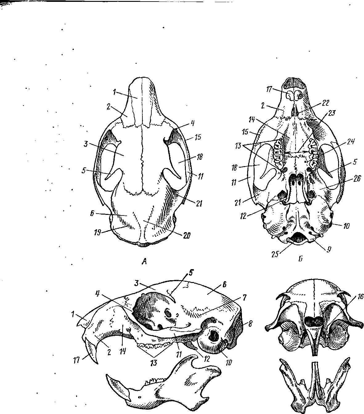 Череп белки рисунок