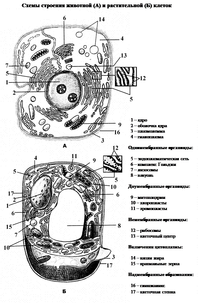 Клетка с обозначениями