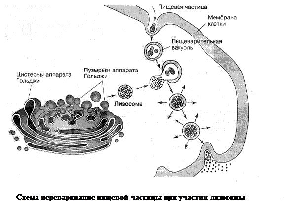 Слияние лизосомы с фагоцитозным пузырьком. Схема переваривания пищевой частицы при участии лизосомы. Схема переваривания клеткой пищевой частицы при помощи лизосомы. Первичная лизосома и вторичная лизосома. Схема образования лизосом.