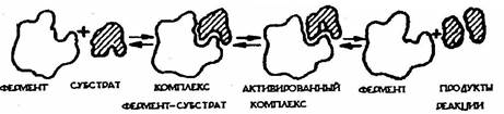 Схема образования комплекса фермент вещество