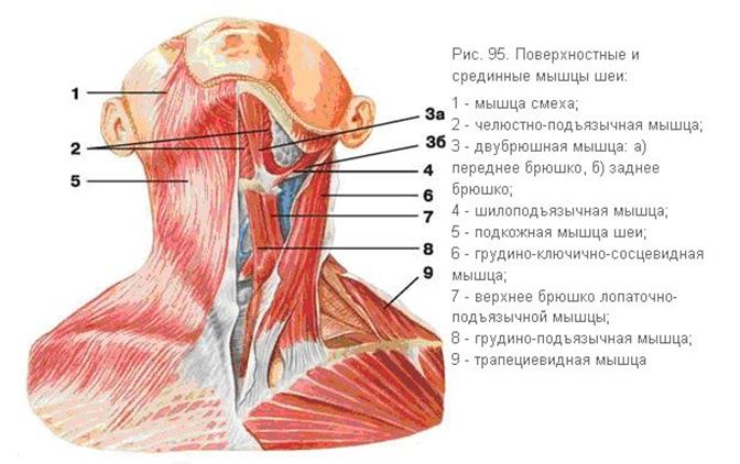 Наклоны позвоночника в стороны мышцы