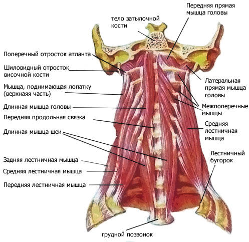 Поворот позвоночника осуществляют мышцы