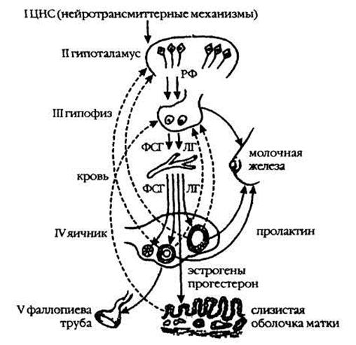 Схема репродуктивной системы