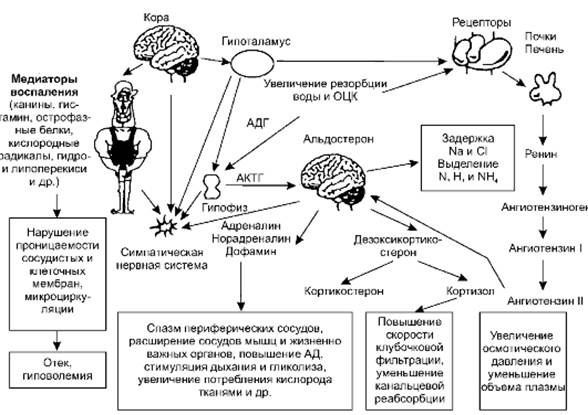 Патогенез ожоговой болезни схема