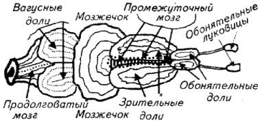 Появление головного мозга у рыб. Мозг рыбы строение. Строение головного мозга рыбы. Система мозга у рыб. Схема головного мозга рыбы.