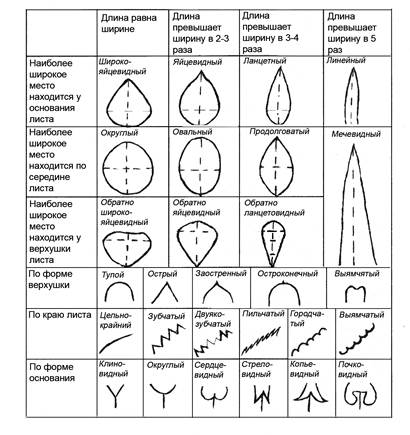 Таблица листьев. Форма листовой пластинки таблица. Листовая пластинка таблица. Таблица расчленение листовой пластинки. Таблица формы листовой пластинки с примерами.