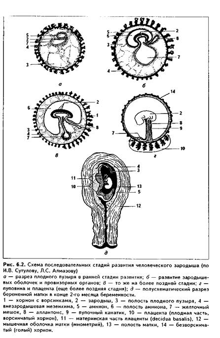 Зародышевые оболочки и провизорные органы у человека