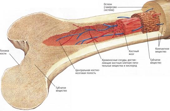 Какими свойствами обладают кости человека thumbnail