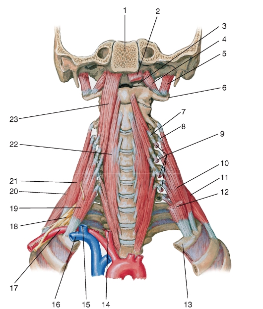 Spatium interscalenum. Мышцы шеи спереди анатомия. Латеральные глубокие мышцы шеи.