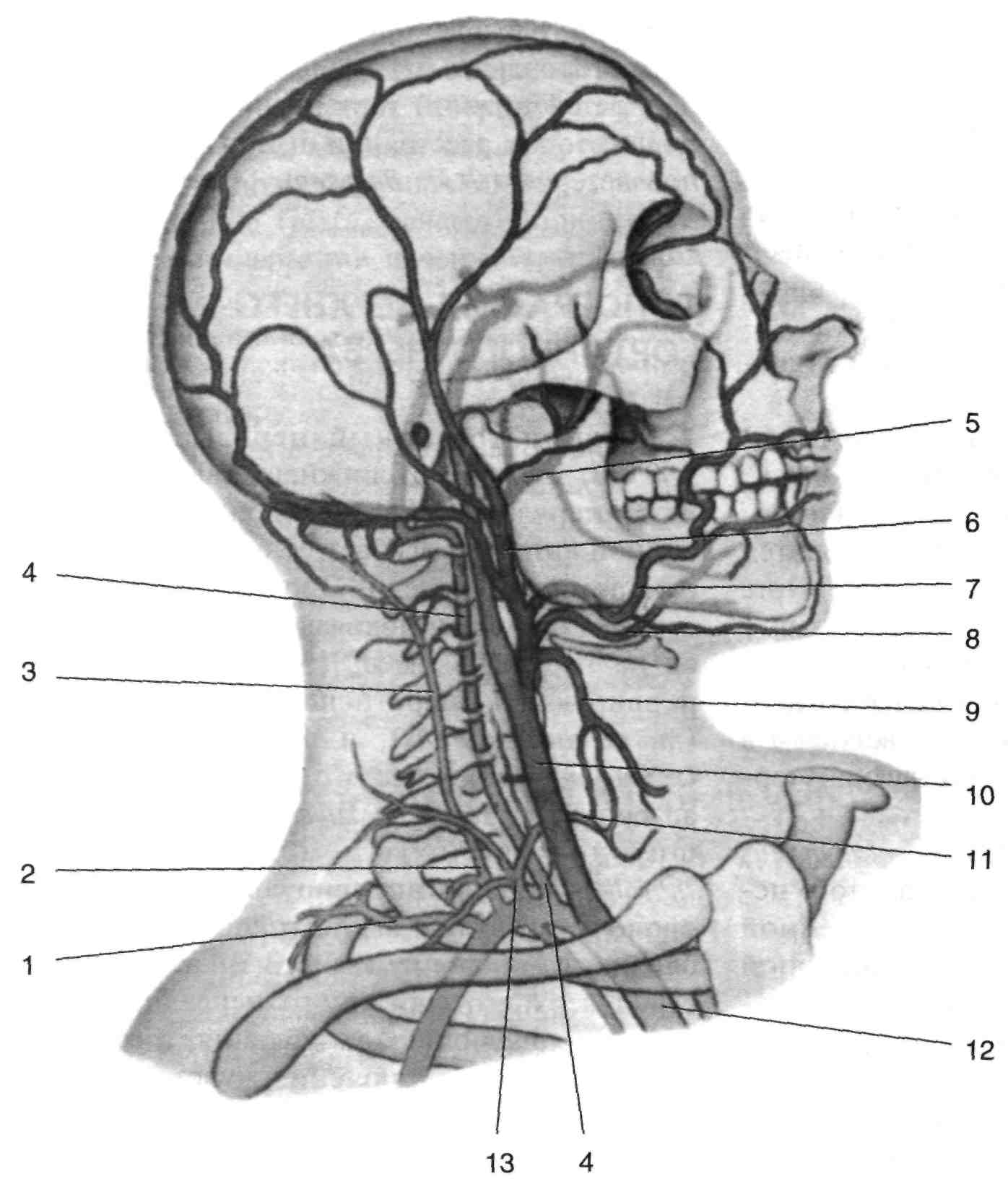 Артерии головы шеи схема - 89 фото