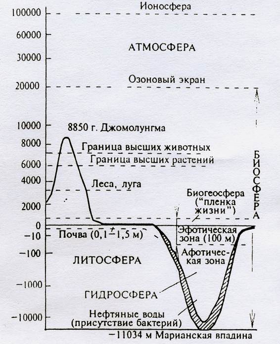 Строение биосферы рисунок