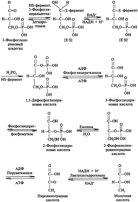 Схема реакций от глицерина до молочной кислоты