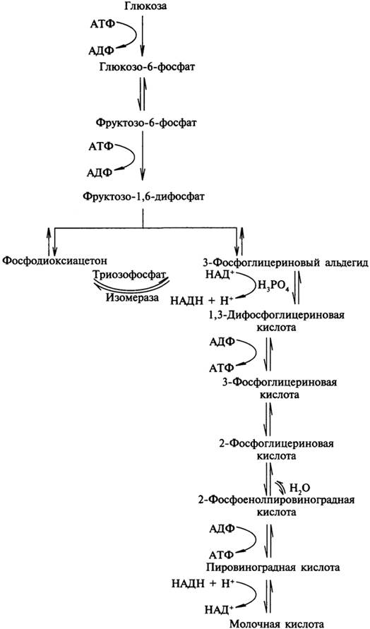 Общая схема распада глюкозы