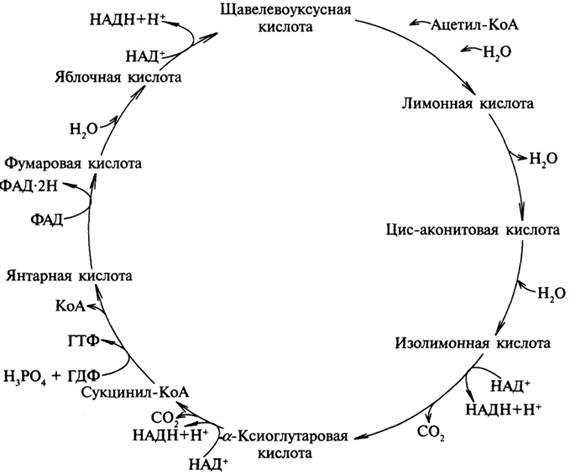 Цикл кребса картинки