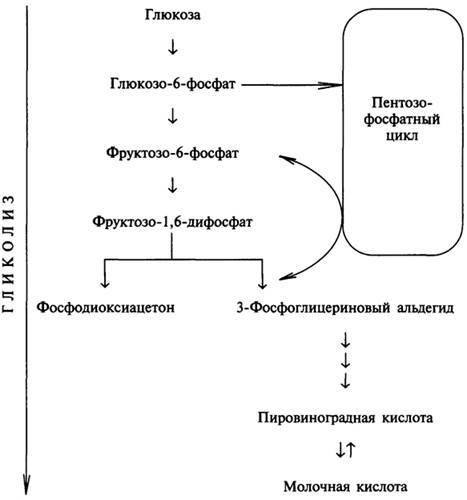 Гликолиз схема процесса ферменты и их локализация