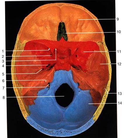 Внутреннее основание черепа. Foramen ovale анатомия. Canalis Opticus анатомия. Canalis Opticus анатомия черепа. Форамен ротундум анатомия.