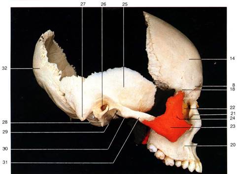 Малое крыло. Клиновидная кость и Максилла. Клиновидная кость черепа височная. Клиновидная кость и височная кость. Скуловой отросток клиновидной кости.