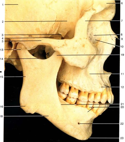 Клыковую ямку. Клыковая ямка нижней челюсти. Клыковая ямка верхней челюсти. Кости черепа нижняя челюсть.