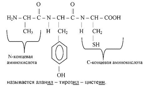 Концевые аминокислоты. C концевая аминокислота это. N концевая аминокислота. Н концевая аминокислота это. N И C концевые аминокислоты.