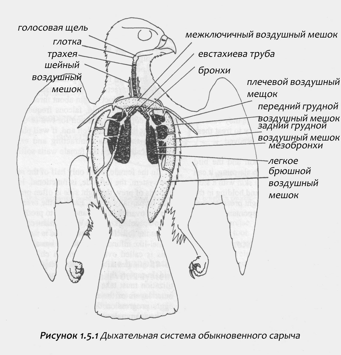 Органы дыхания птиц анатомия