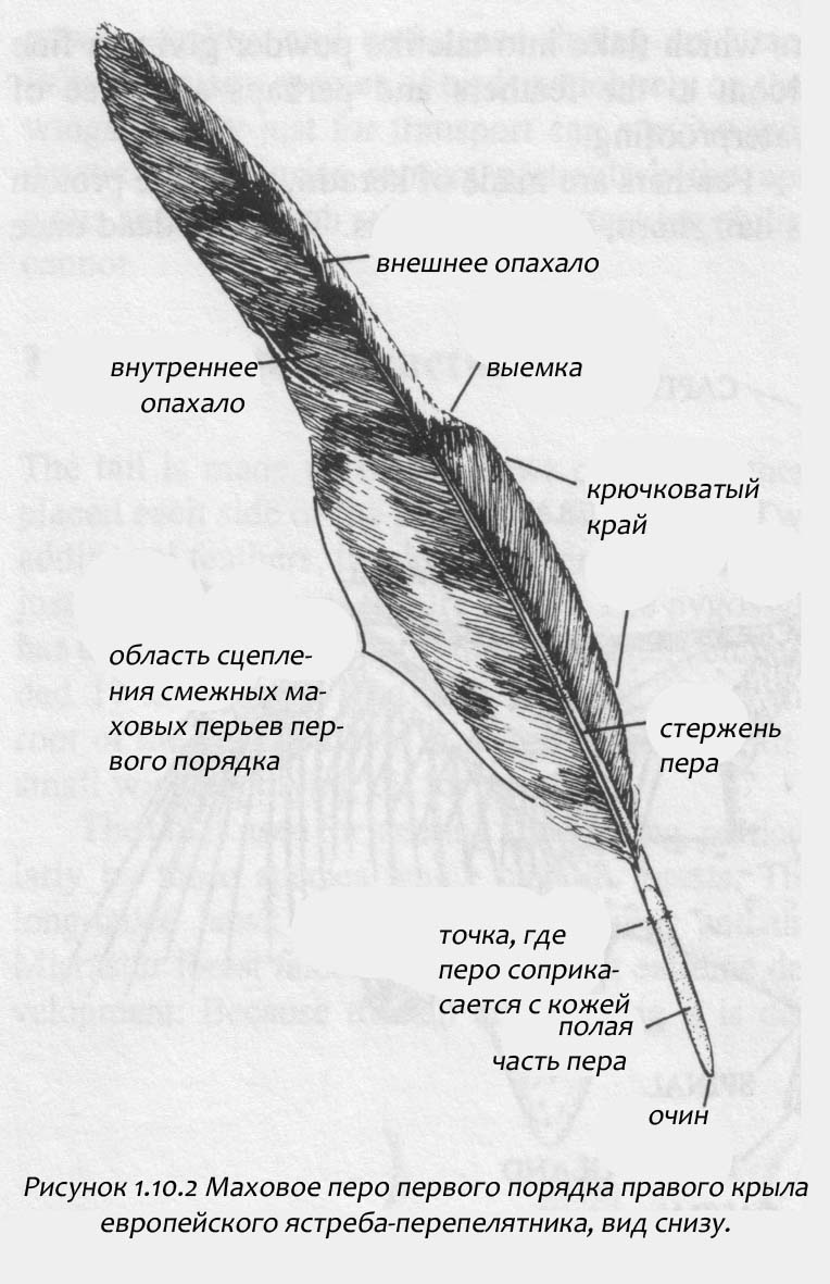 Рисунок контурного пера птицы