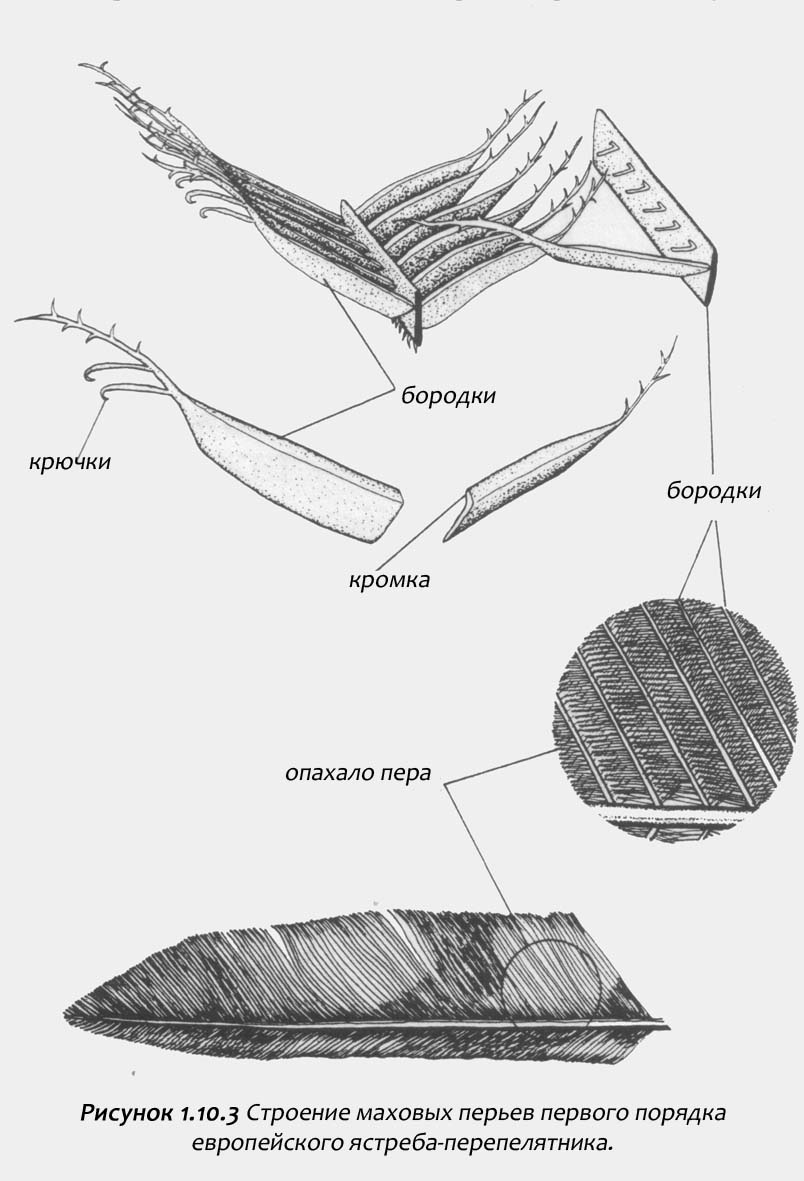 Рисунок строения пера