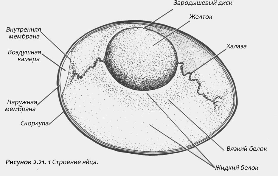 Строение куриного яйца рисунок