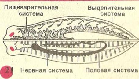 Сравни тип плоские черви с типом кишечнополостных по основным чертам строения приложи текстовый файл