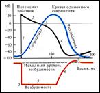 Схема изменения возбудимости сердца в различные фазы кардиоцикла