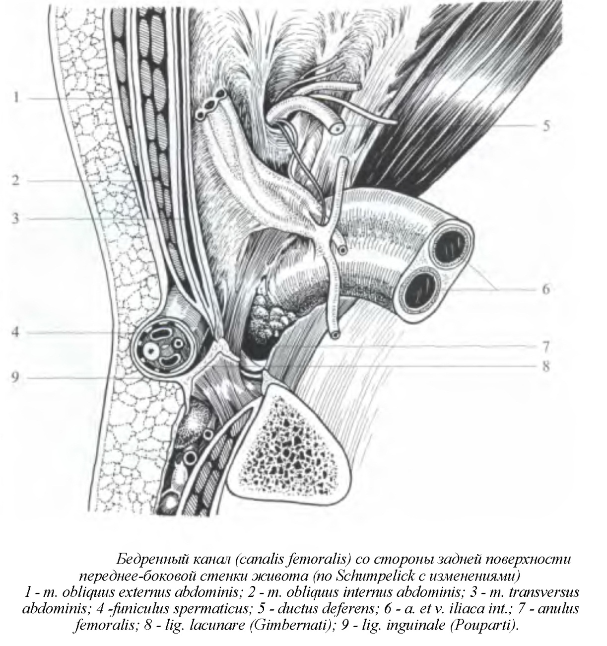 Топография бедренного канала топографическая анатомия