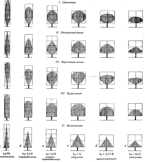 Растения древесной формы. Формы кроны древесных растений. Широкопирамидальной формы кроны.. Типы крон древесных растений. Формы крон купольная.