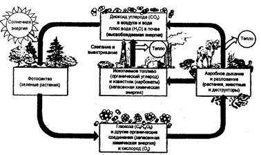 Круговорот углерода в биосфере схема 9 класс