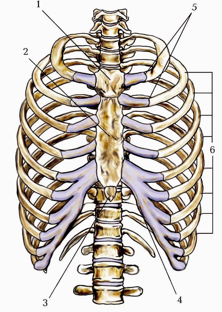 Строение скелета грудного отдела. Грудная клетка анатомия 10 ребро. Скелет грудной клетки анатомия. Скелет грудной клетки Грудина. Грудная клетка реберная дуга скелет.
