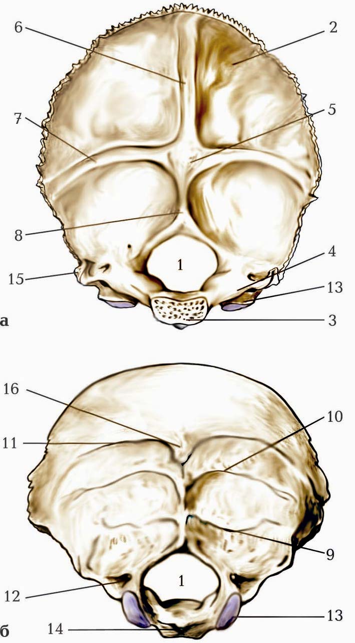 Мыщелок черепа. Затылочная кость черепа анатомия. Затылочная кость анатомия Синельников. Верхняя выйная линия затылочной кости. Затылочная кость Clivus.