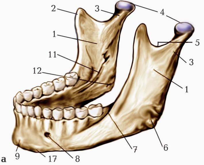 Нижний край нижней челюсти. Нижняя челюсть анатомия кости. Нижняя челюсть кость анатомия. Наружная косая линия нижней челюсти. Челюстно-подъязычная линия нижней челюсти.