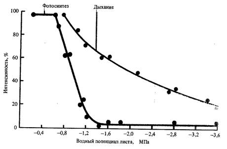 Зависимость интенсивности дыхания у растений