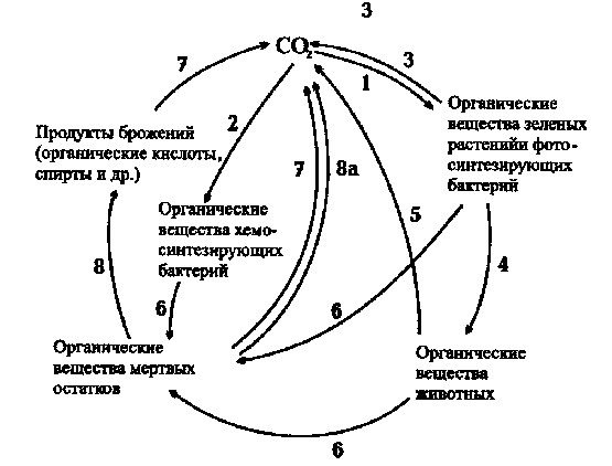 Транспорт кровью кислорода и двуокиси углерода схема