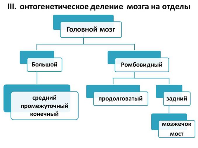 Составь схему деления