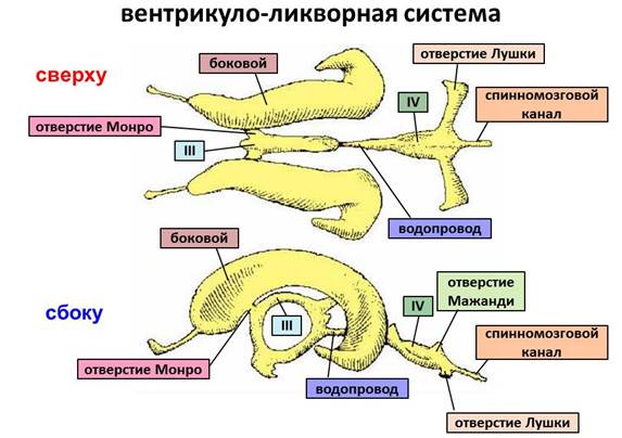 Высшим подкорковым центром вегетативной нервной системы является