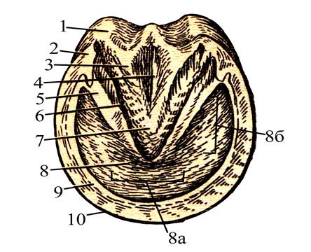 Какая часть копыта продуцирует листочковый рог