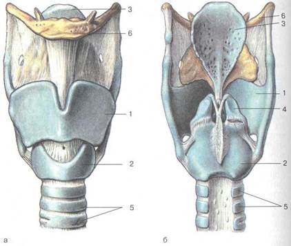 Строение гортани фото с описанием