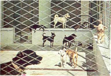 Выставка собак — Википедия Переиздание // WIKI 2