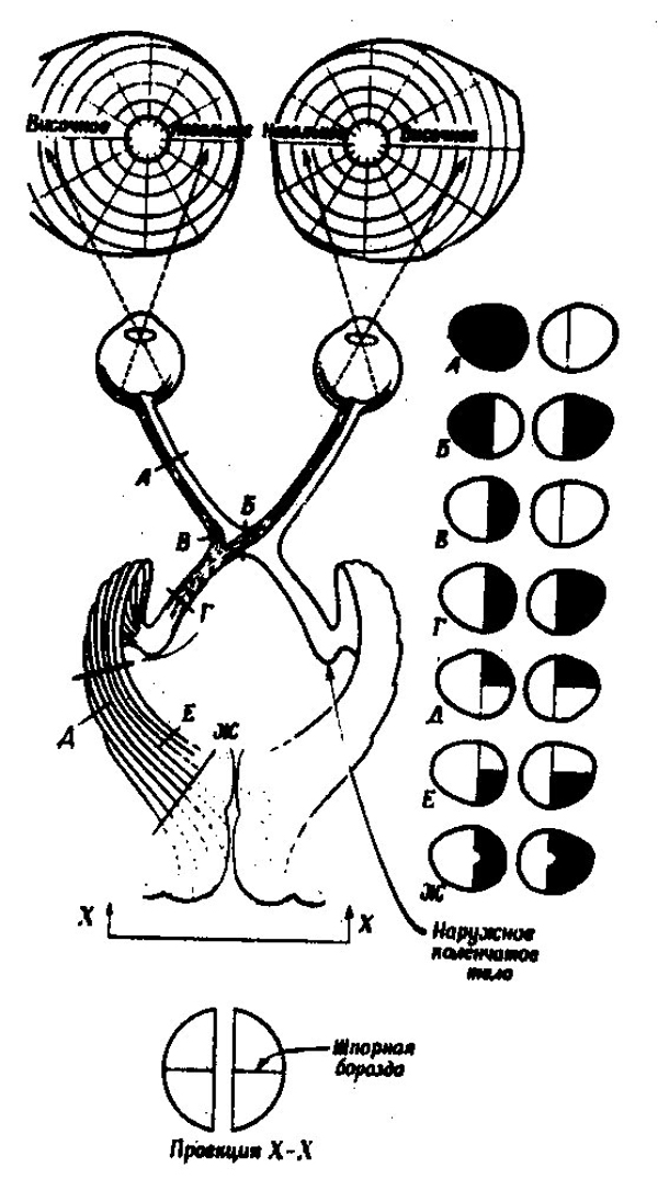 Зрительный путь схема