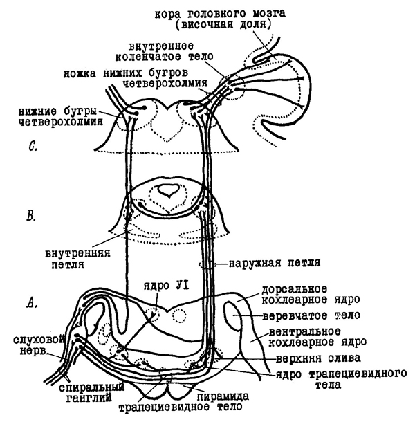 Слуховой нерв какой отдел. Преддверно-улитковый нерв схема. Слуховой нерв схема. Слуховые нервы схема. Путь слухового нерва.